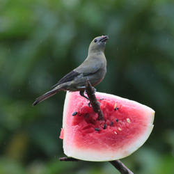 Palmtanager